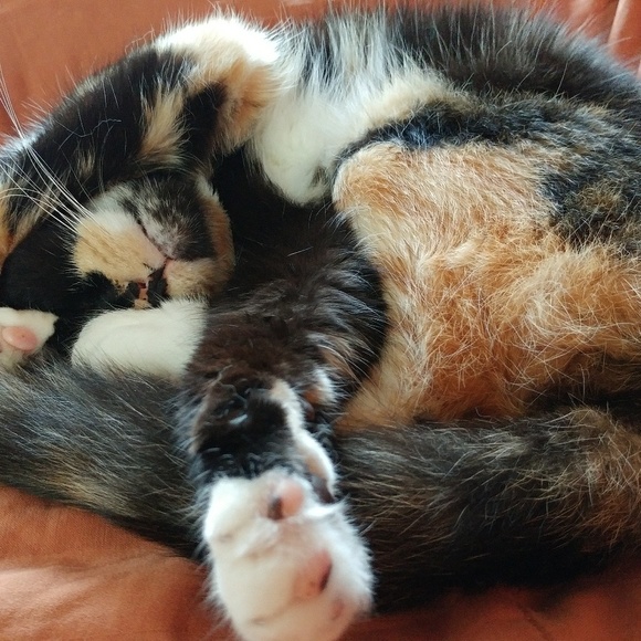 Meet your Posher, Luna - Picture 4 of 10