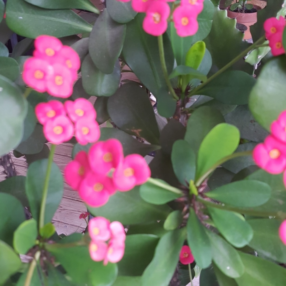 Meet your Posher, Rhonda