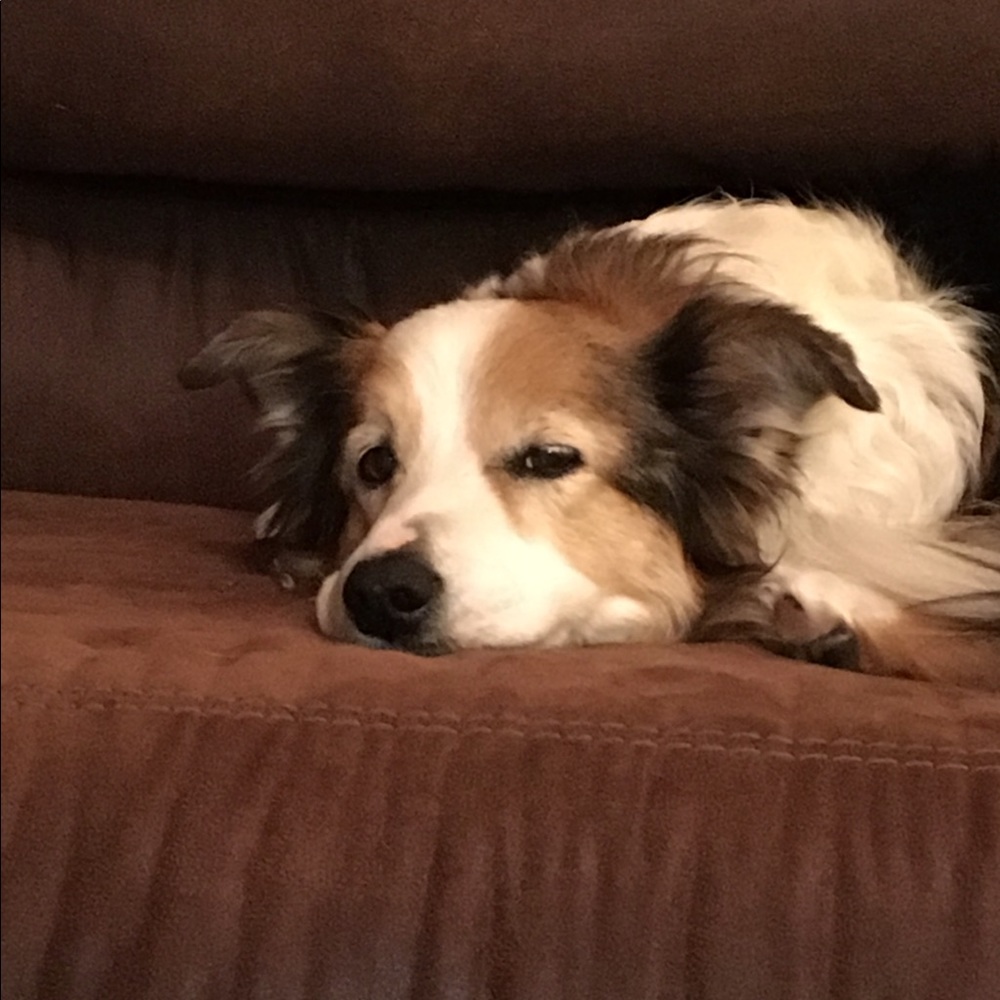 Meet your Posher, Amelia