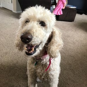 Meet your Posher, Kay