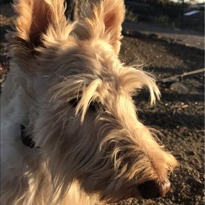 Meet your Posher, Adelaide