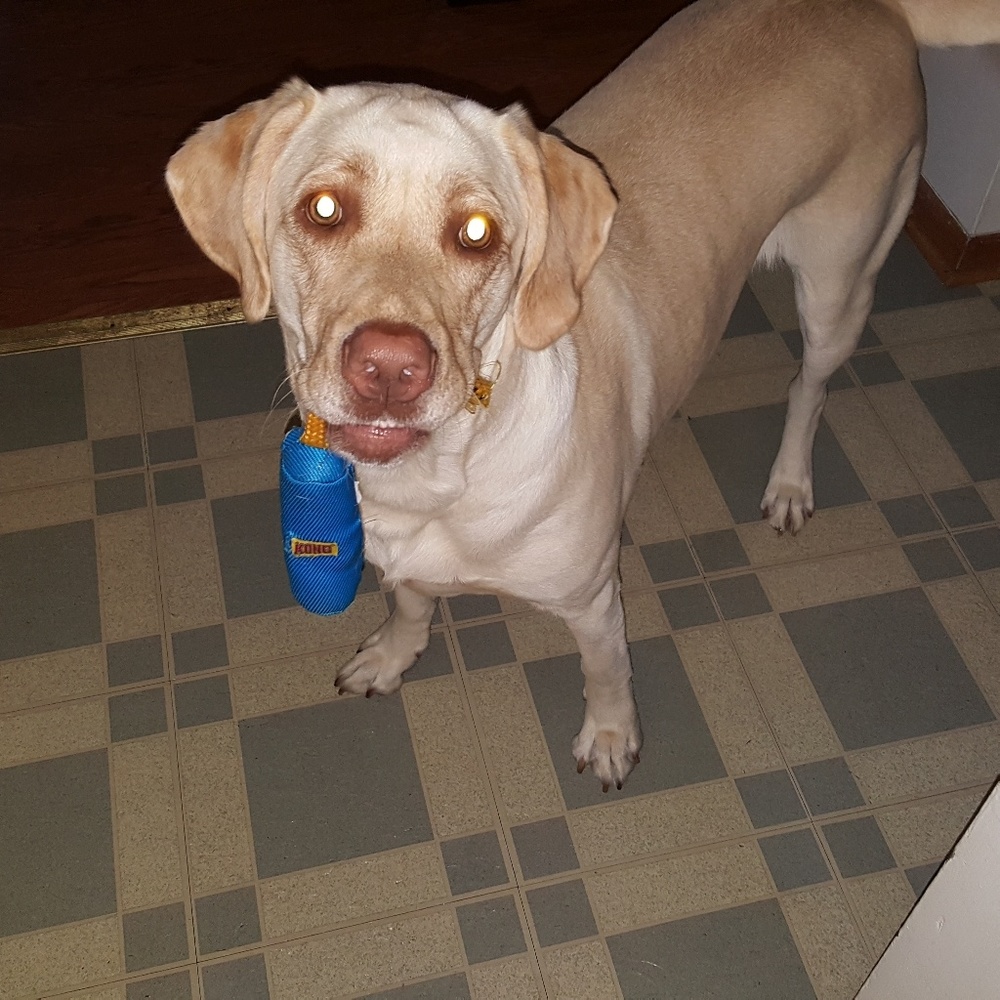 Meet your Posher, Carrie