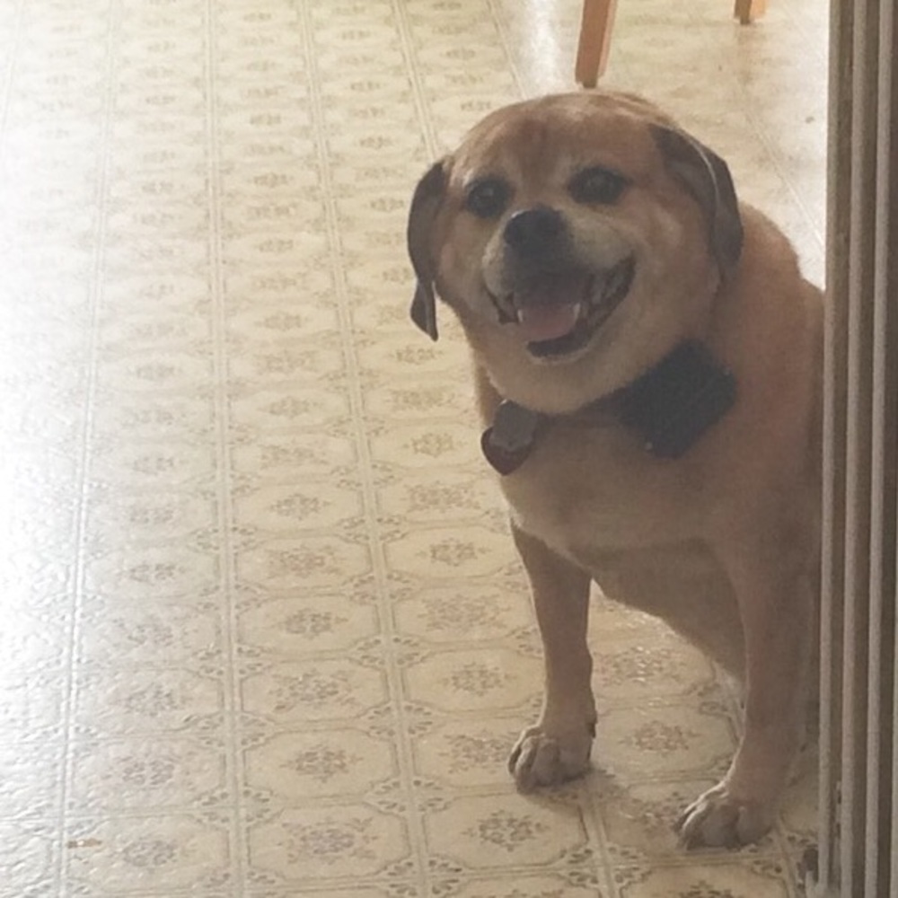 Meet your Posher, Abby