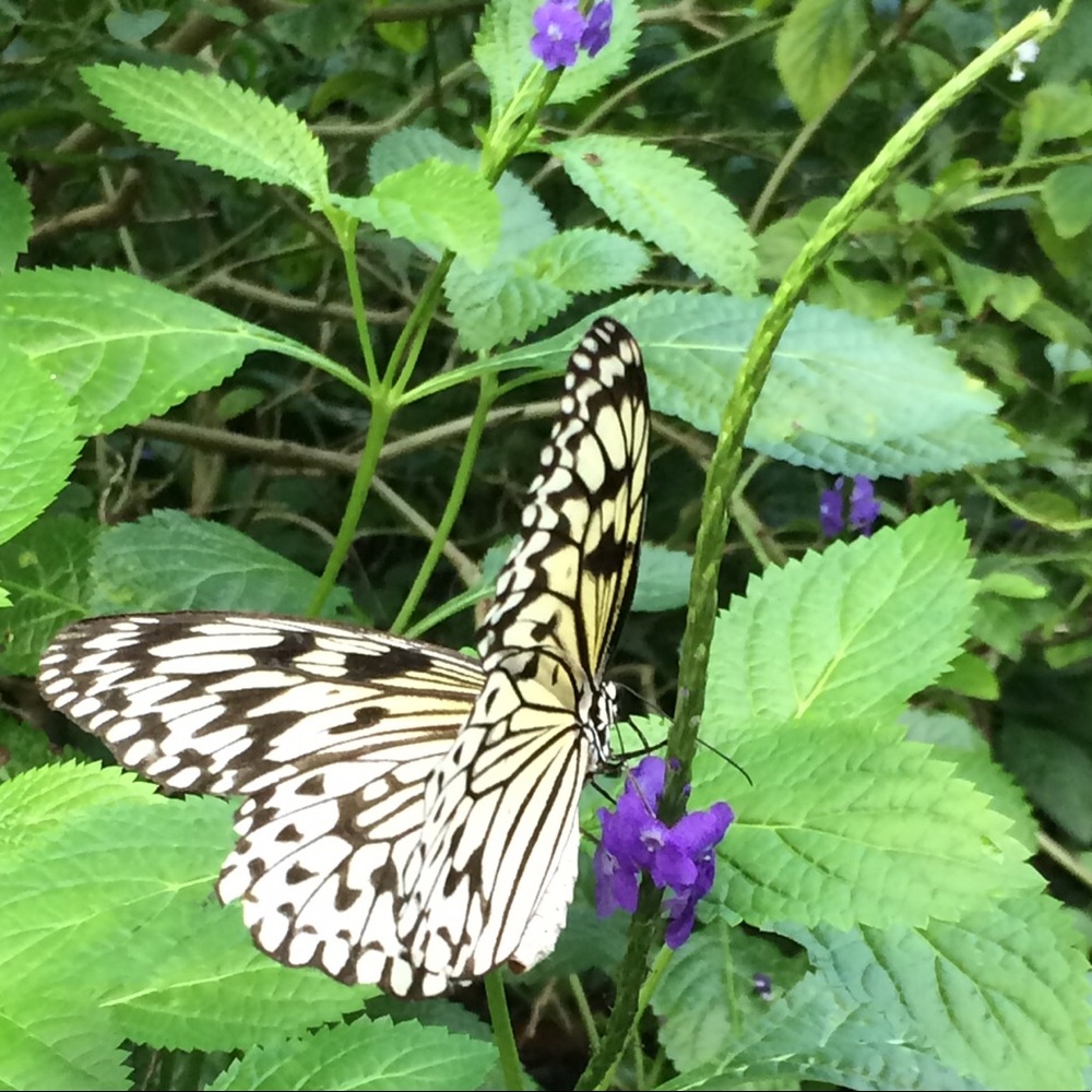 Meet your Posher, Sharon