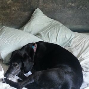 Meet your Posher, Dara