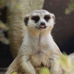 Meet your Posher, Christian