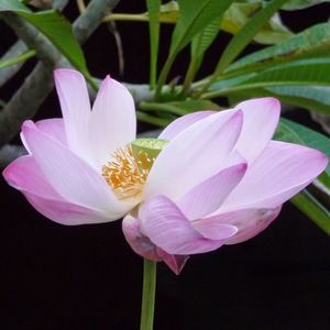 Meet your Posher, Sandra burgett