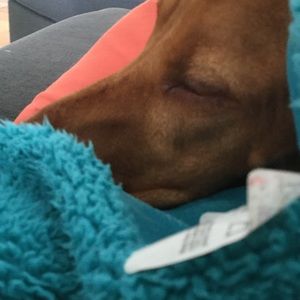 Meet your Posher, Ella