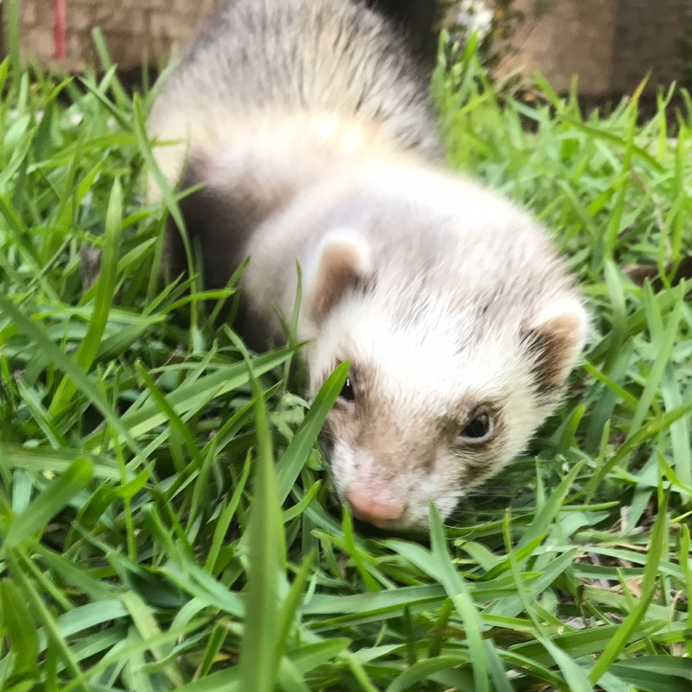 Meet your Posher, Emme