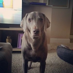 Meet your Posher, Tricia