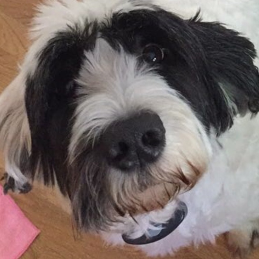 Meet your Posher, Kips