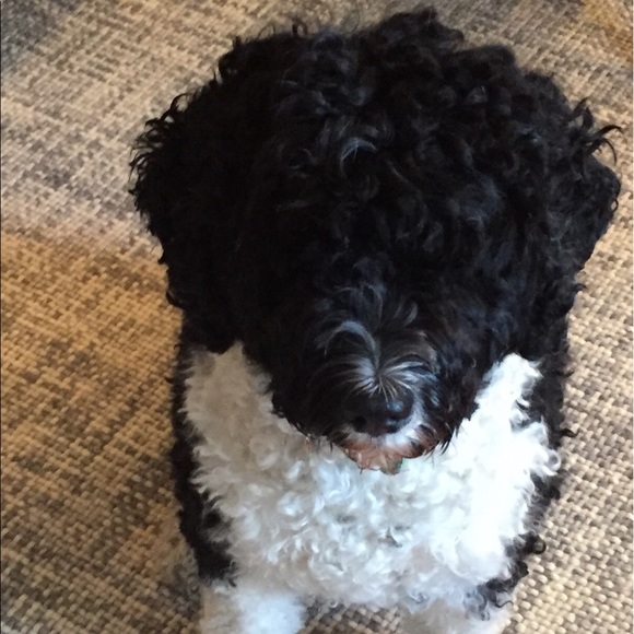 Meet your Posher, Stephanie - Picture 1 of 1