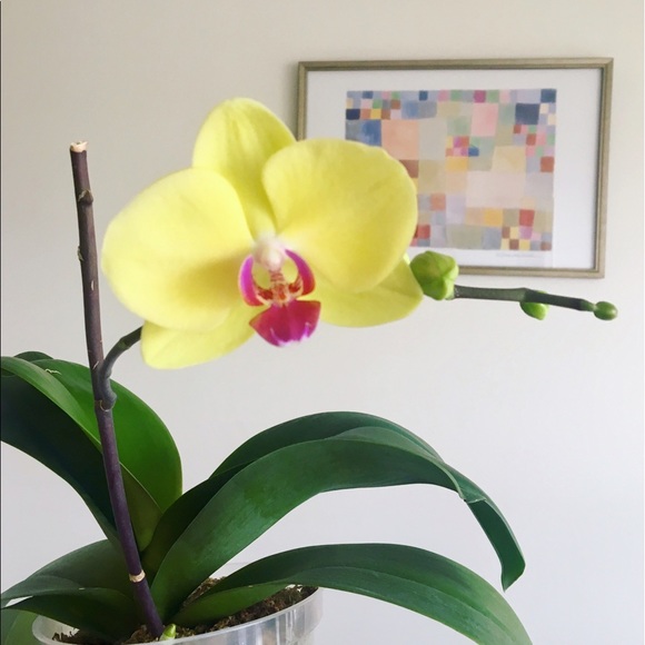 Meet your Posher, Hyura - Picture 2 of 2