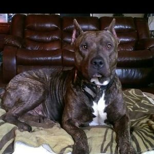 Meet your Posher, Diane