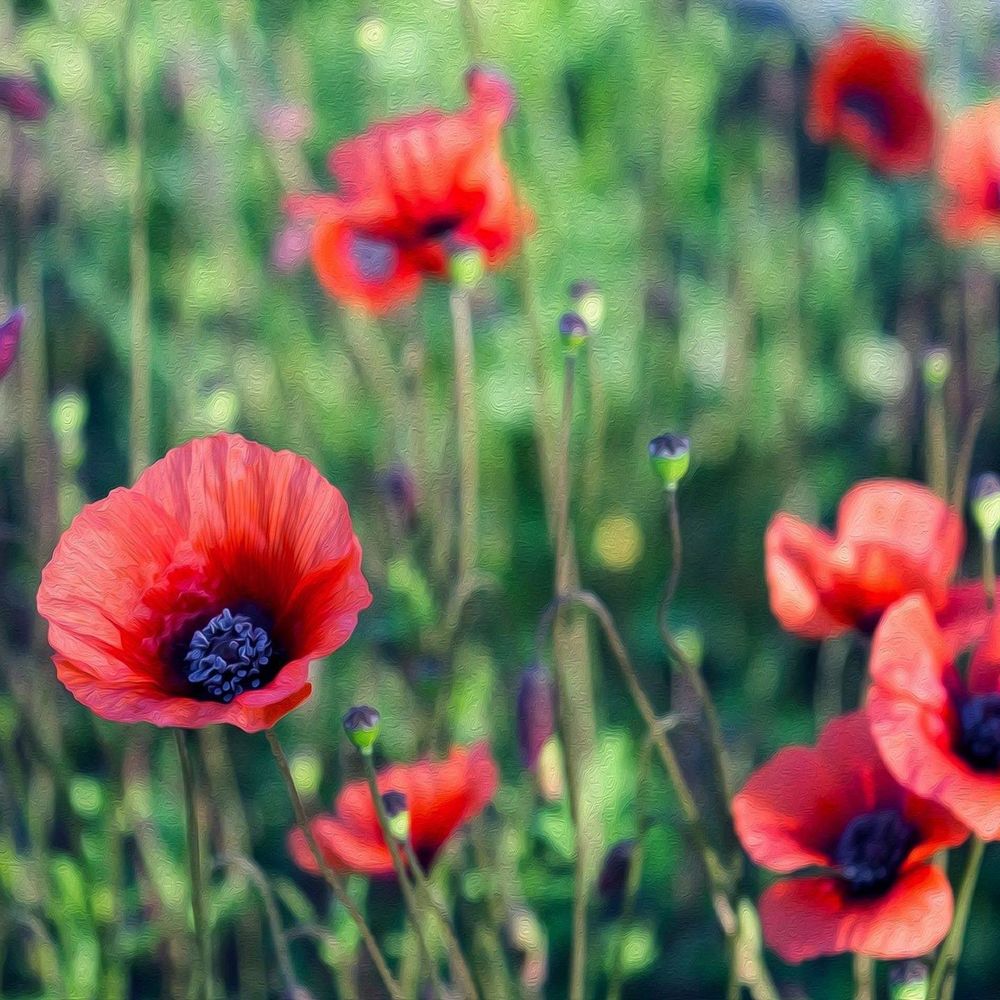 Meet your Posher, Susan