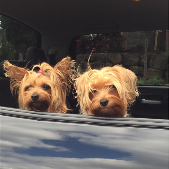 Meet your posher - Picture 8 of 8