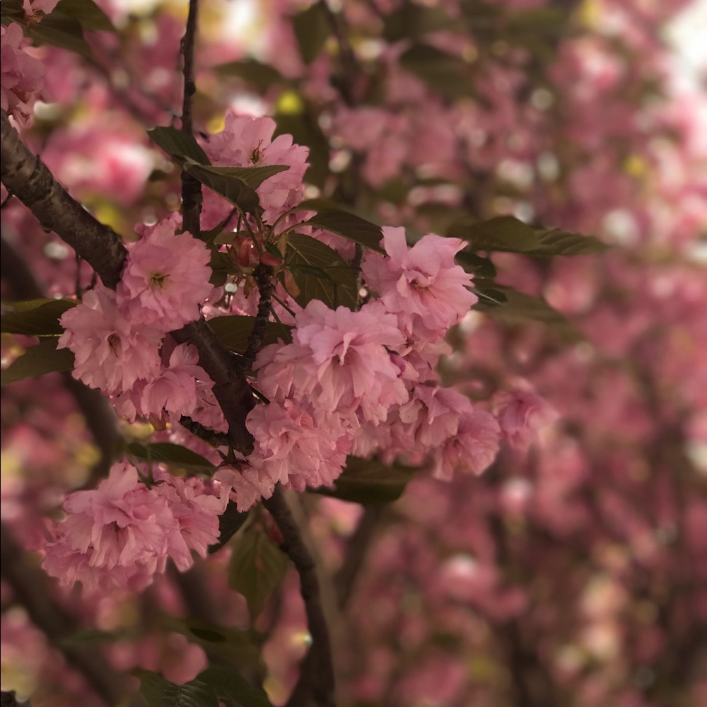 Meet your Posher, Angie