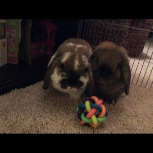 Meet your Posher, Juliet