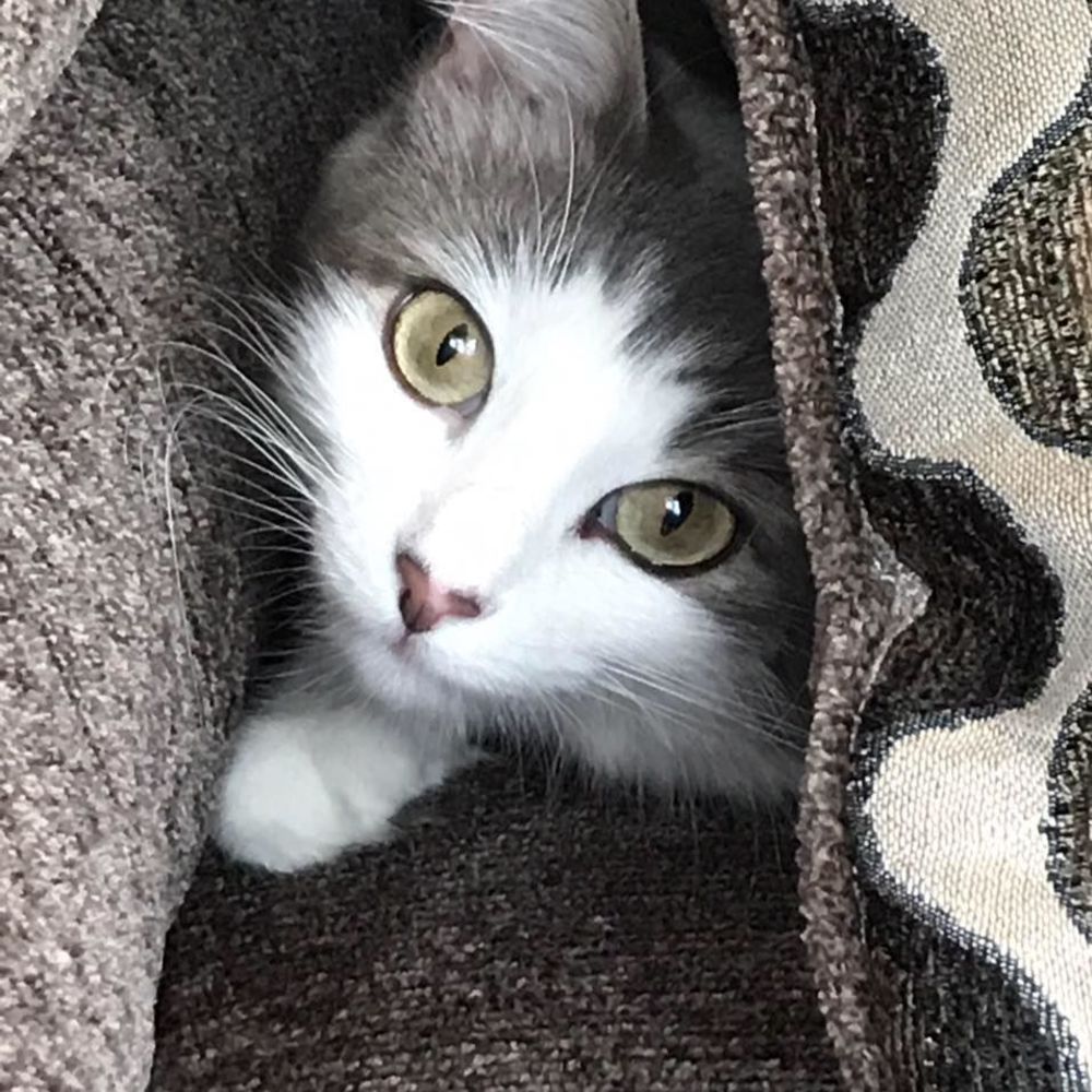 Meet your Posher, Robin