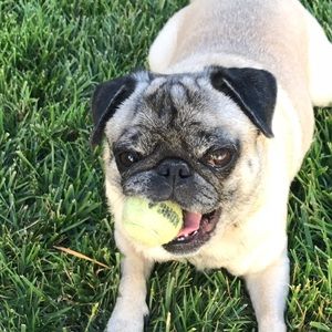 Meet your Posher, Alison