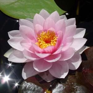 Meet your Posher, Wenling