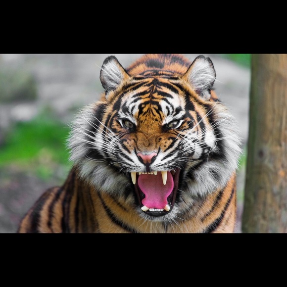 Meet your Posher, Chase - Picture 1 of 1