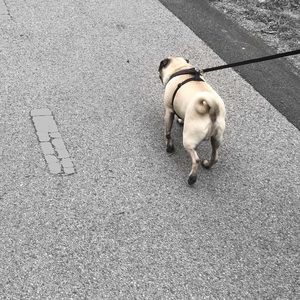 Meet your Posher, Sophie