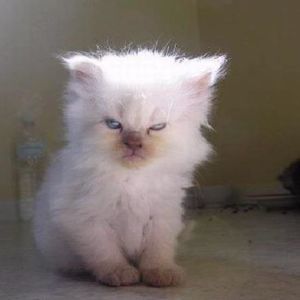 Meet your Posher, Sandra