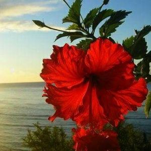 Meet your Posher, Damaris