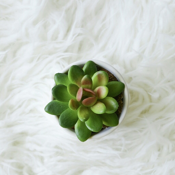 Succulent (not for sale) - Picture 1 of 1