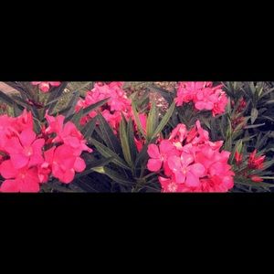 Meet your Posher, Niki