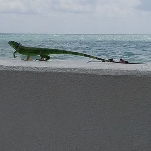 Meet your Posher, Elise