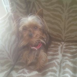 Meet your Posher, Deme