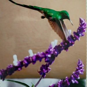 Meet your Posher, Jackie