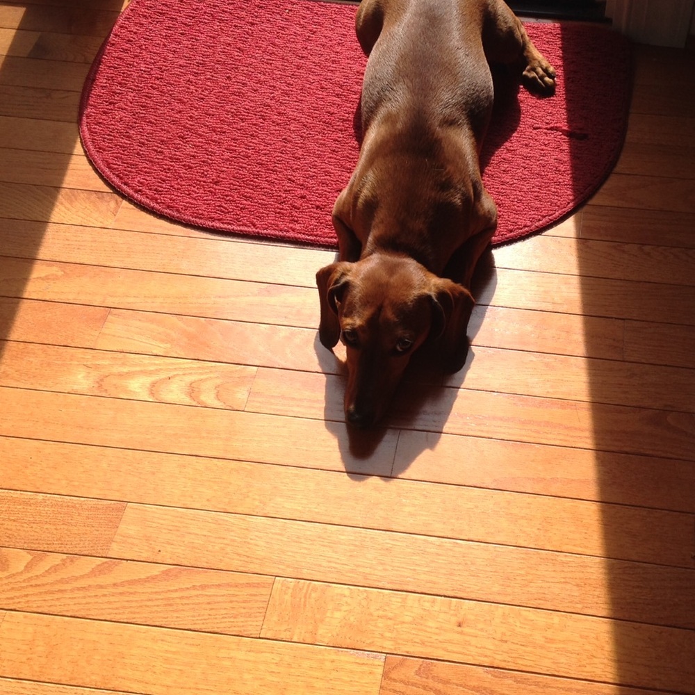 Meet your Posher, Ant