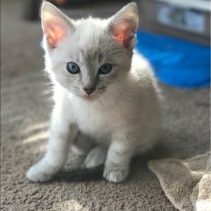 Meet your Posher, Dora