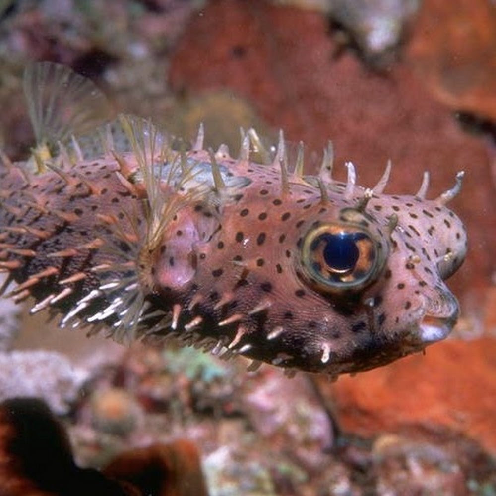 Meet your Posher, Dawna