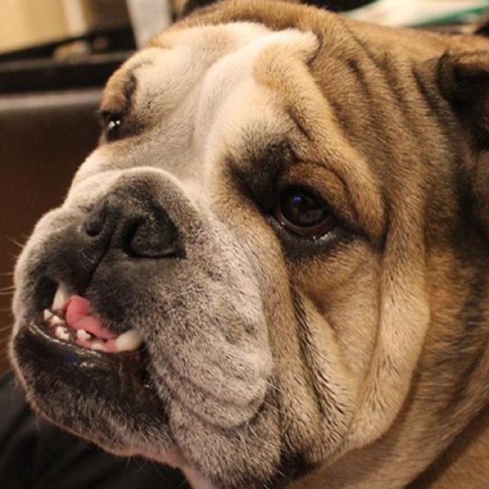 Mocha the Bulldog