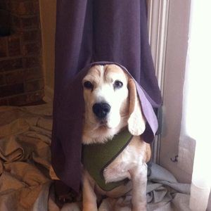 Meet your Posher, Robin