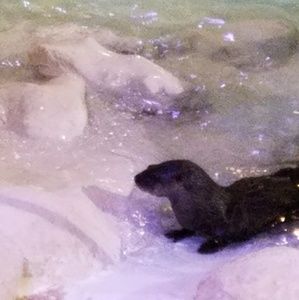 Meet your Posher, Aisha