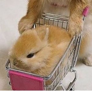 Meet your Posher, Marjorie