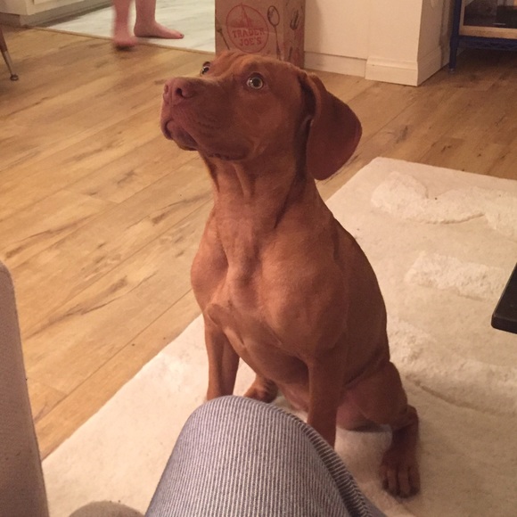 Meet your Posher, Alexander - Picture 1 of 1