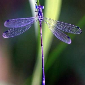 Meet your Posher, Luann