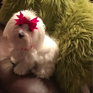 Meet your Posher, Emma