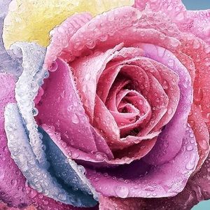 Meet your Posher, Tennille