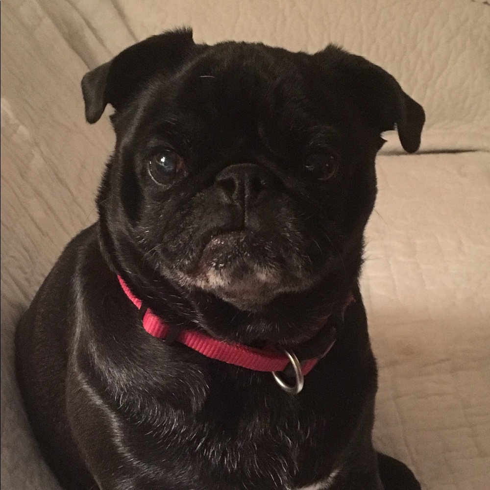 Meet your Posher, Laura