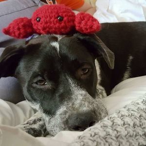 Meet your Posher, Corynne