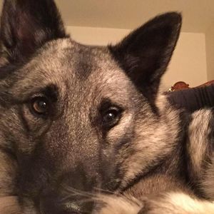 Meet your Posher, Zari