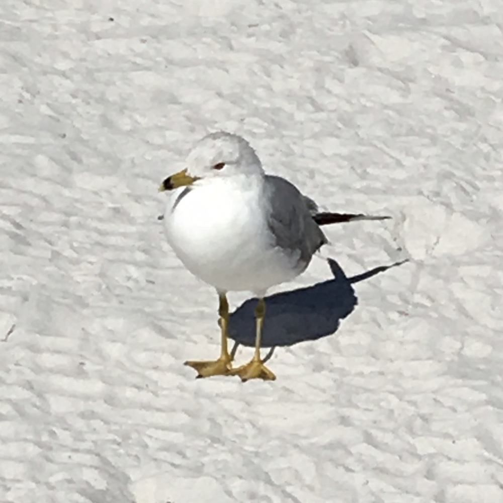 Meet your Posher, Zelina