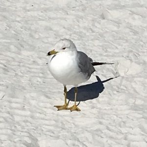 Meet your Posher, Zelina